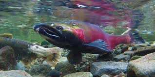Salmon monitoring station